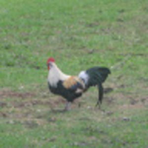 Meet your Posher, L.